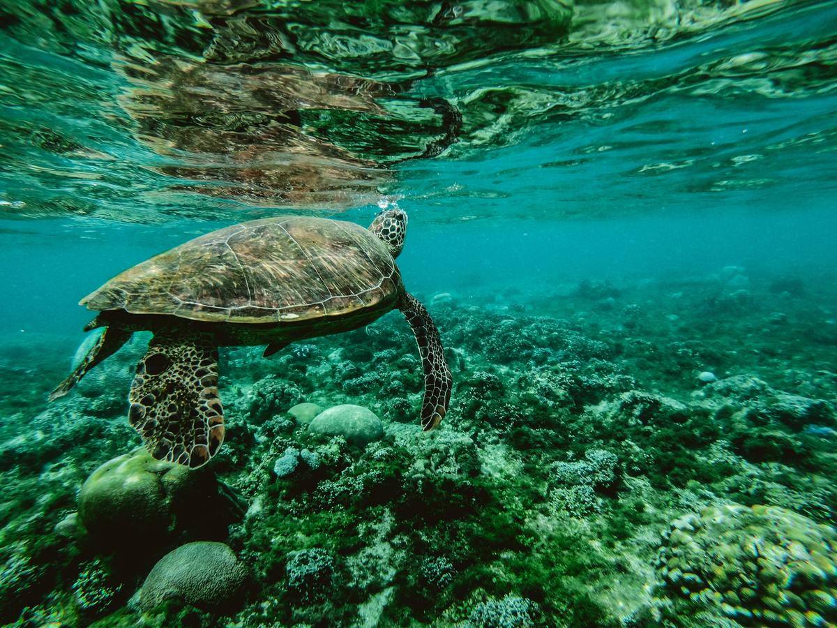 turtle swimming under water