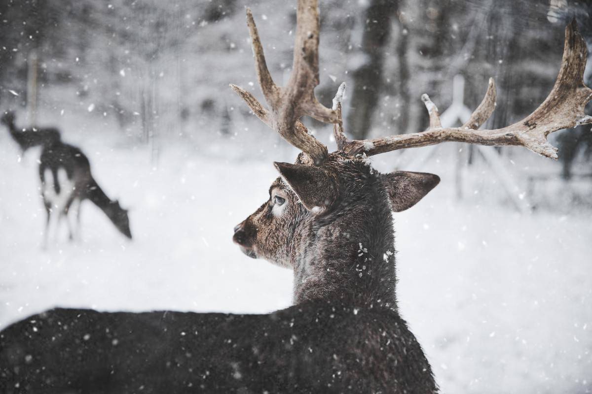 A deer standing in the snow.