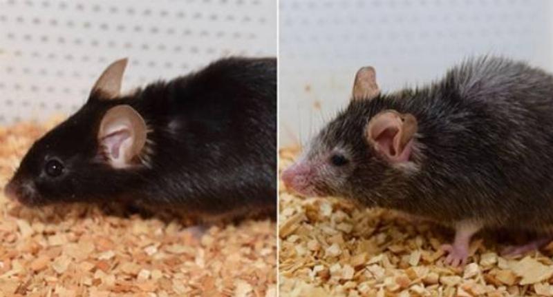 Two photos of mice from the same litter, one that was rapidly aged and one that aged normally.