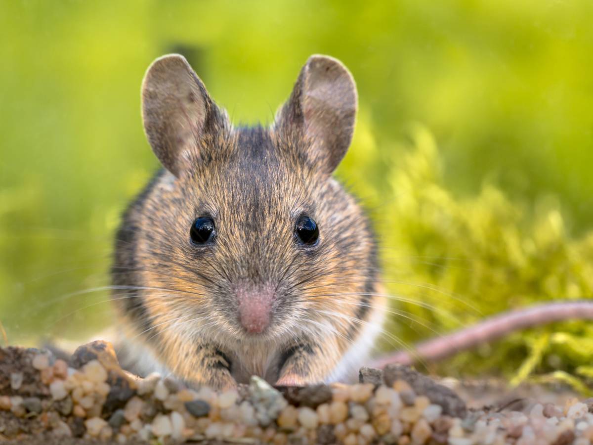 Frontal view close up portrait of Cute Wood mouse (Apodemus sylvaticus) in green moss natural environment and looking in the camera.