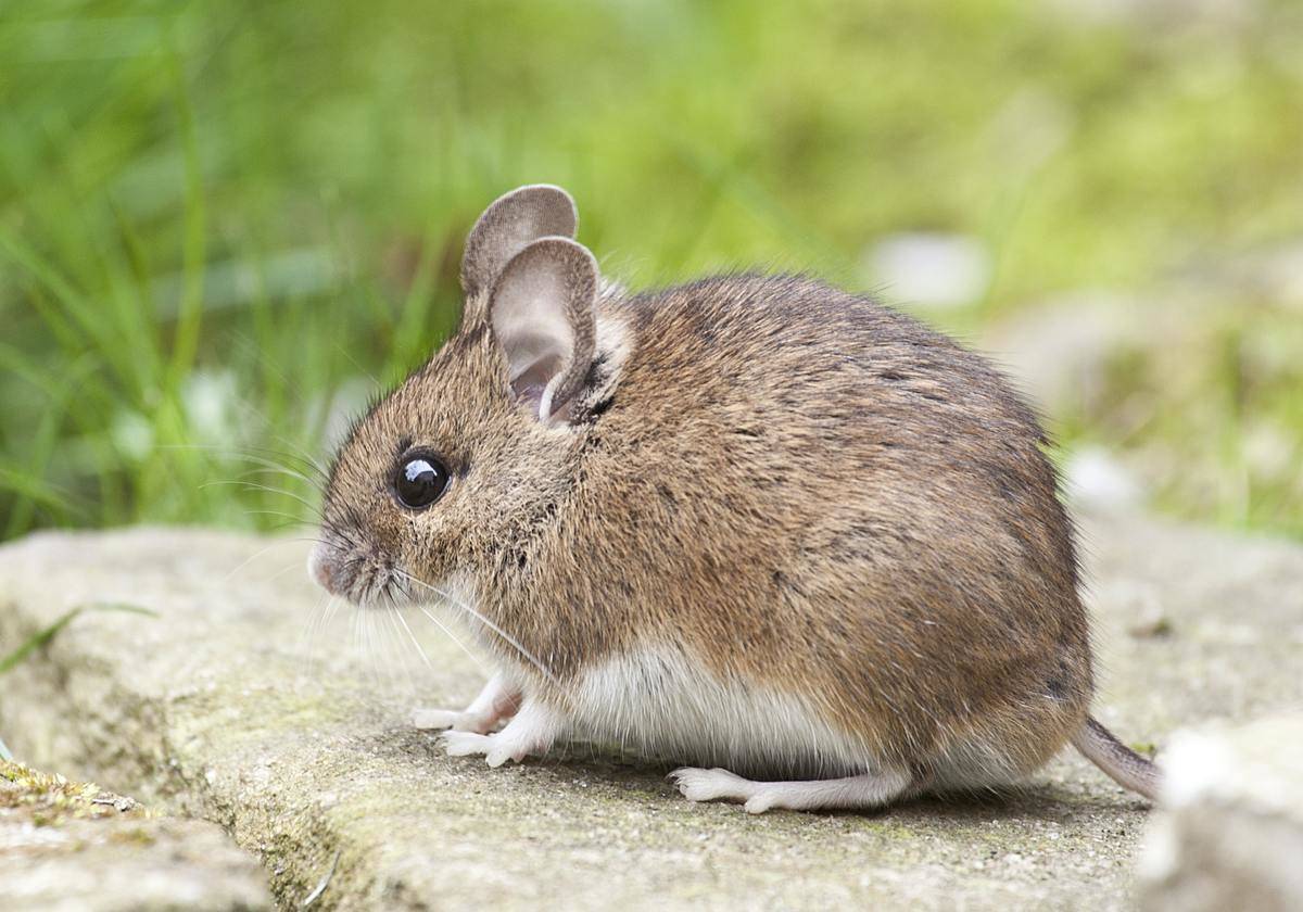 A small brown mouse upon a stone.