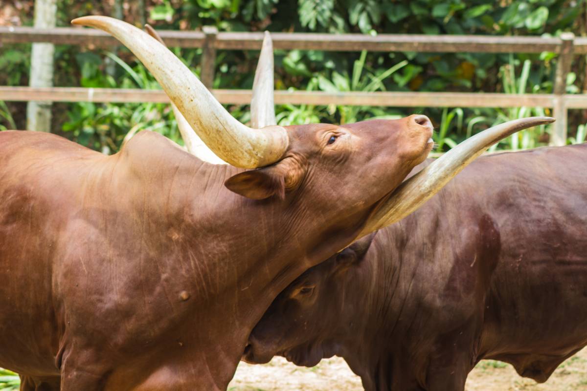 Two red African bulls in the zoo in Malaysia