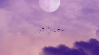 The moon in a purple sky full of clouds and a flock of birds.