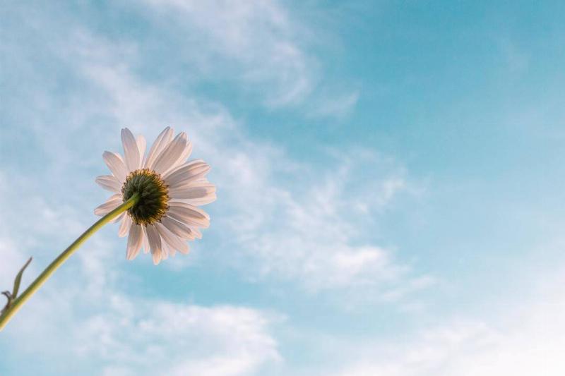 A daisy pointed towards a bright blue sky.