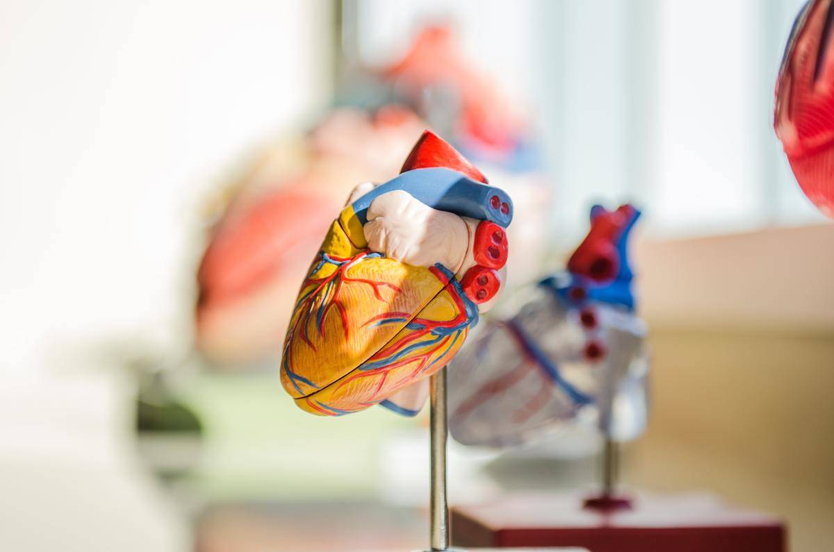 A plastic, 3D model of a heart on a stand.