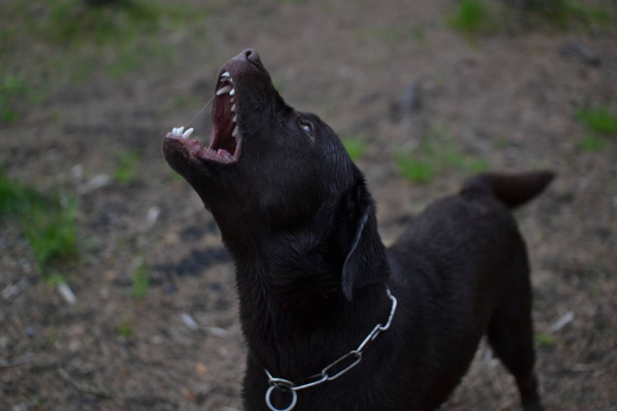 A brown lab with a chain collar mid-bark, head tilted upwards.