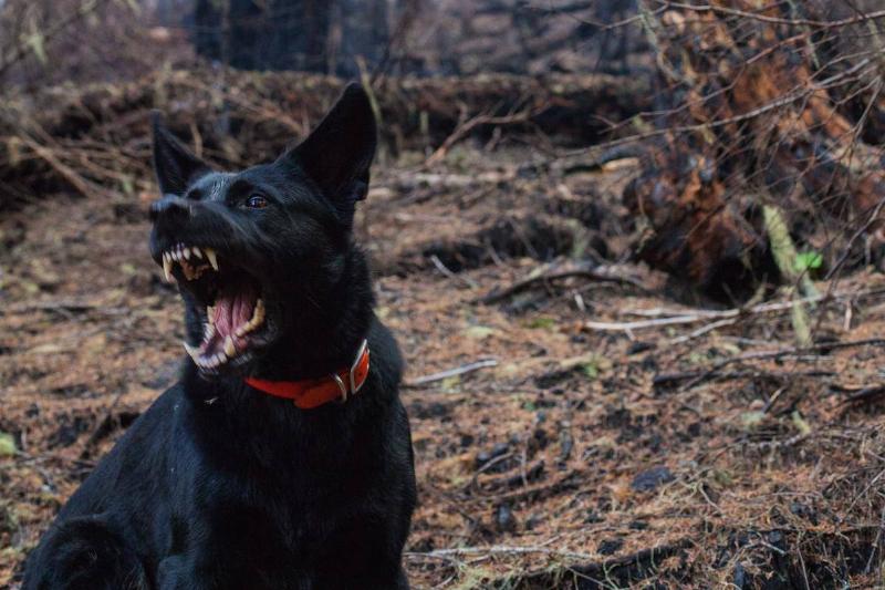 A dog sitting in a forest, mouth open in a bark.