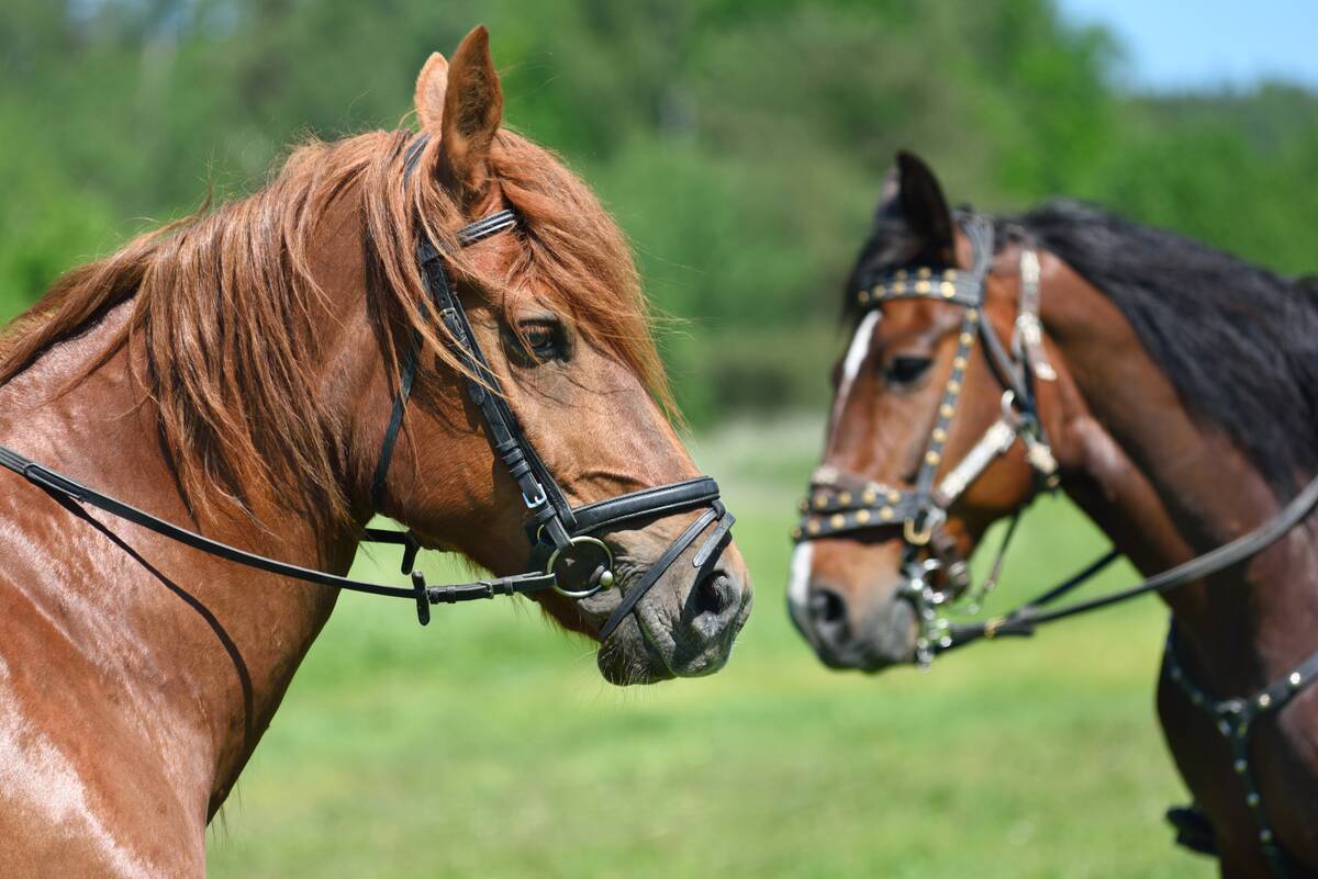 Two bay horses on a green outdoor background