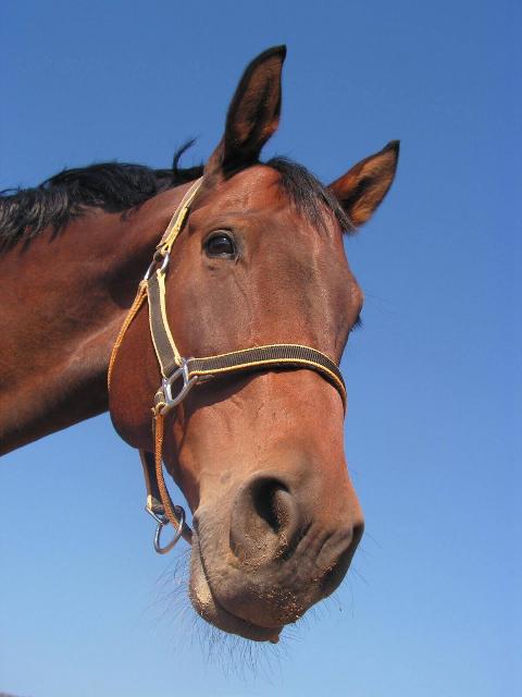 A horse's face shot from underneath against a blue sky.