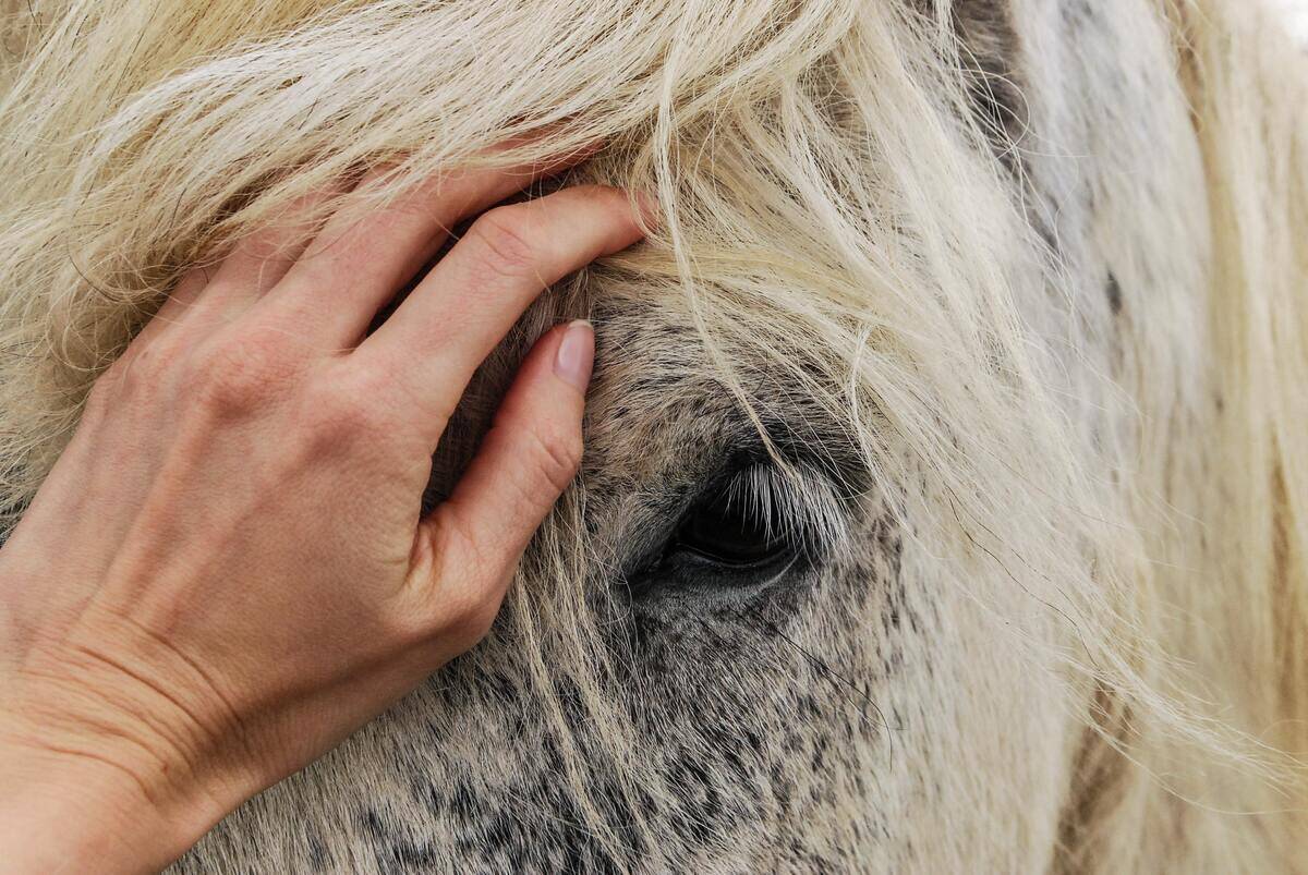 A closeup of someone petting a speckled horse's forehead.
