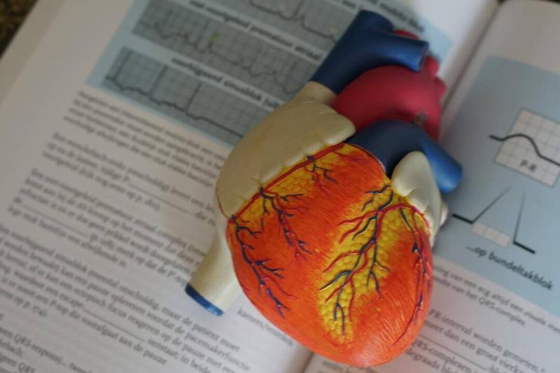 A plastic model of a human heart atop an open textbook.