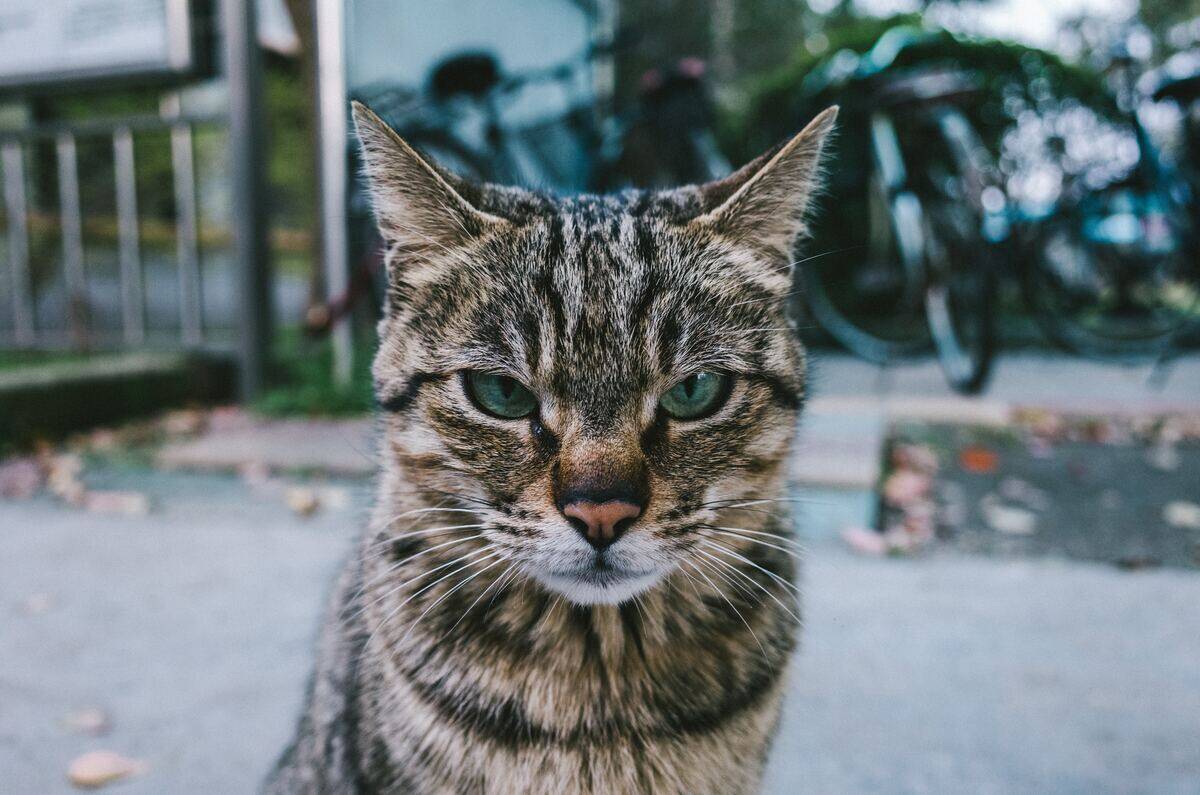 A cat looking directly at the camera, looking grumpy.