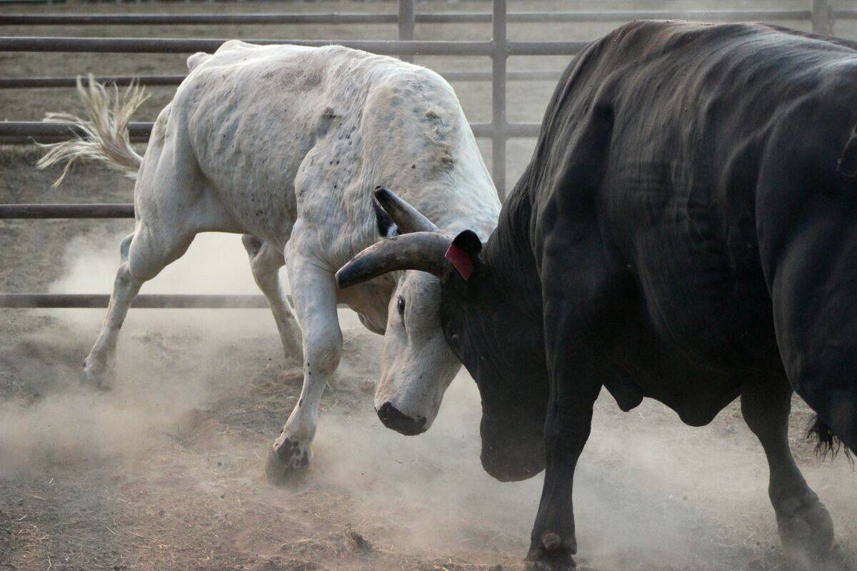 Two bulls fighting, ramming their heads together.