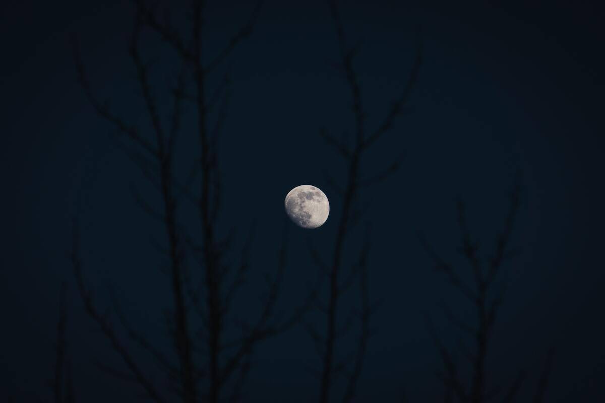 The moon in the sky, tree branches framing it in the foreground.