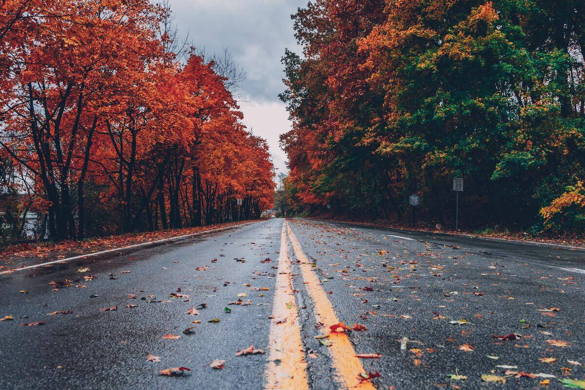 A street in the fall, different colored trees and leaves framing it.