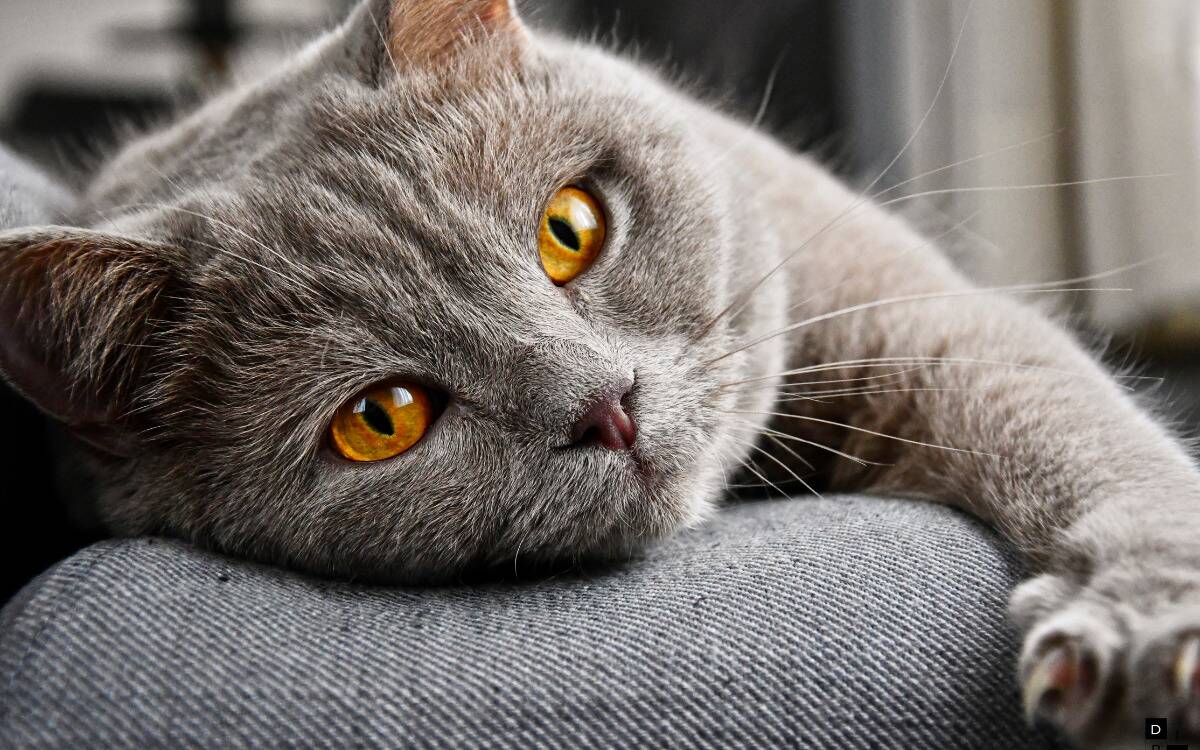 A grey cat with bright orange eyes laying down, side of its face against a chair arm.