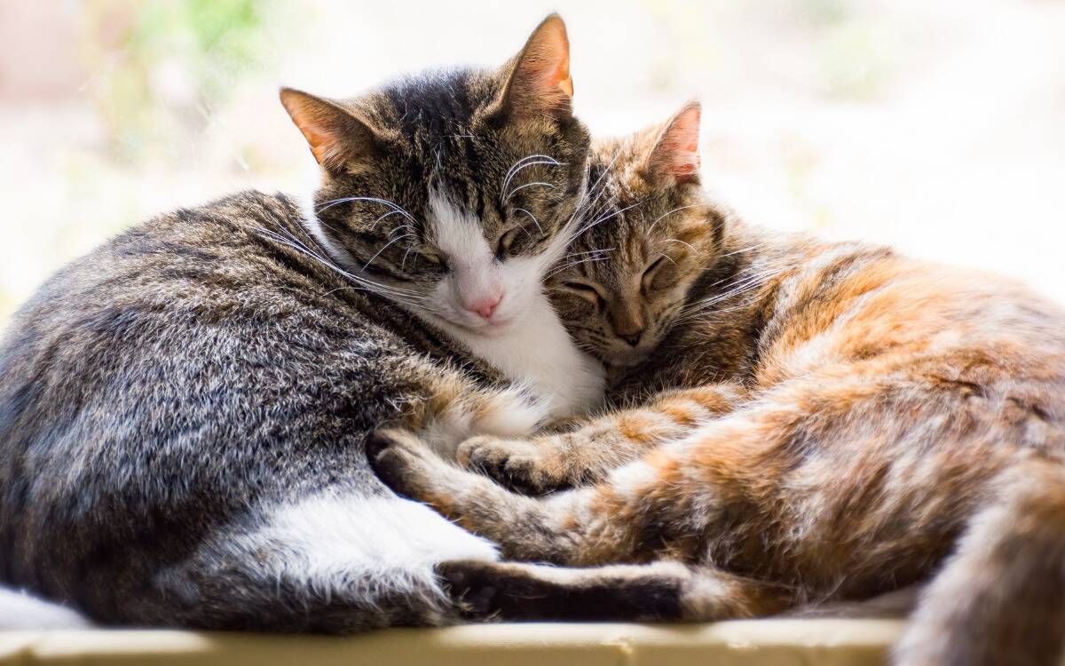 Two cats snuggling up with each other, asleep, their heads pressed together.
