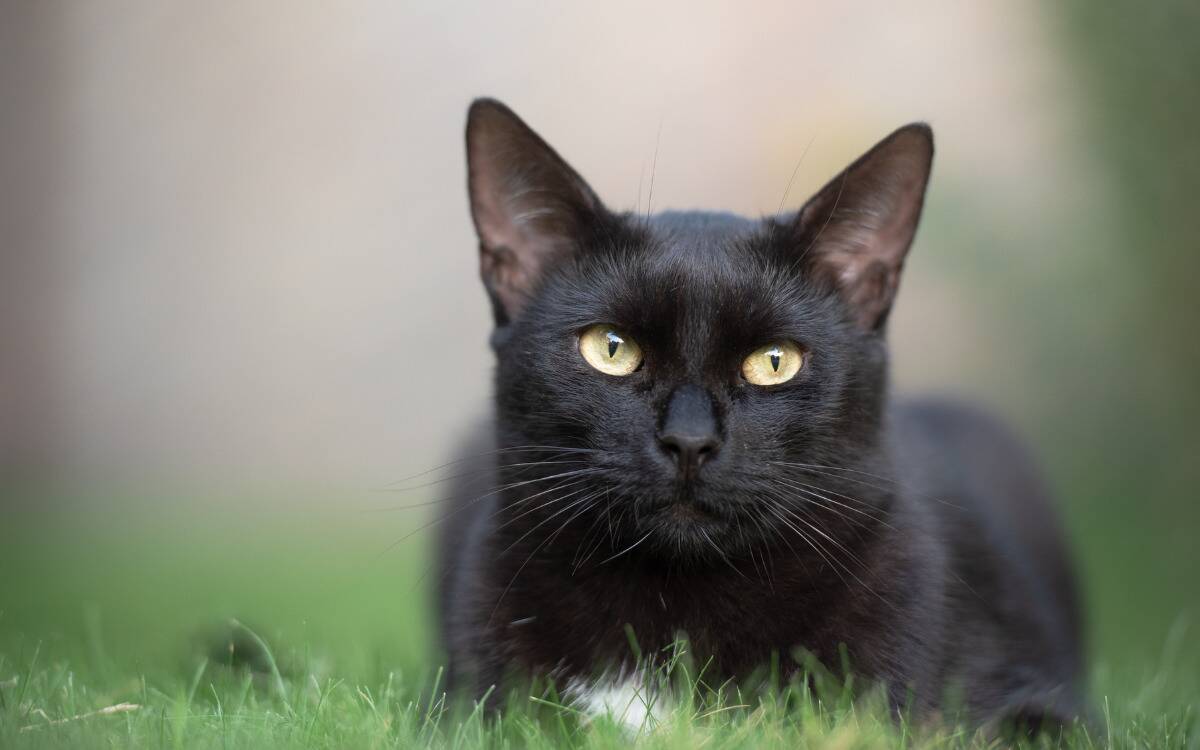 A regal-looking black cat laying among some grass.
