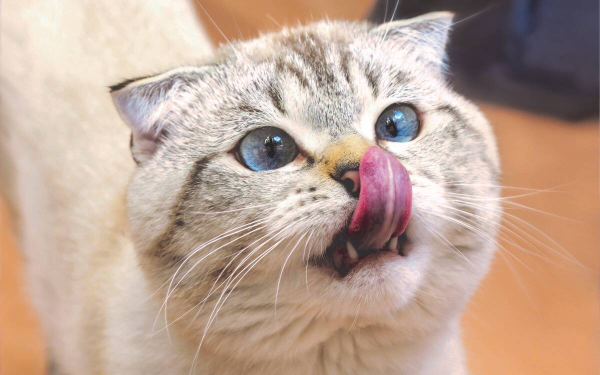 A grey tabby with blue eyes going slightly crosseyed as it licks its own nose.