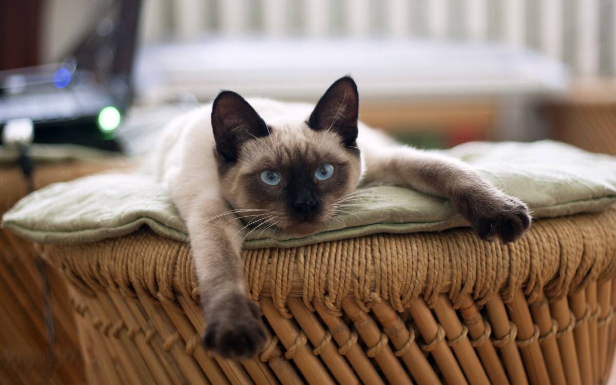 A siamese cat laying with its arms stretched forward atop an ottoman.