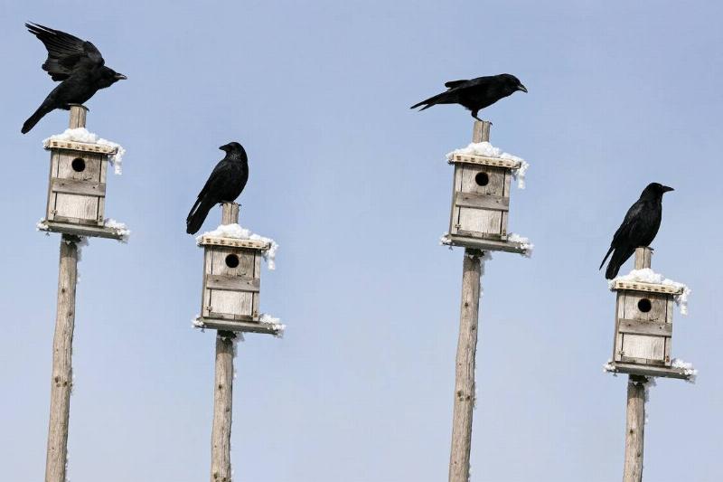 Four crows each perched upon a separate birdhouse.