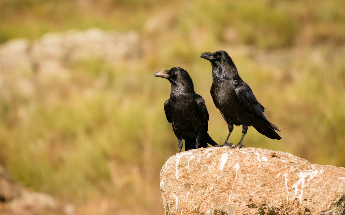 Two crows perched on a stone wall.