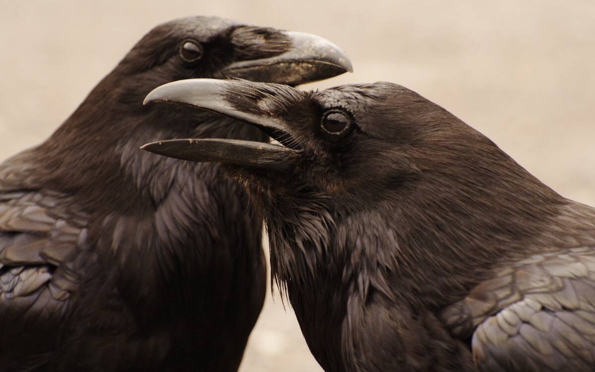Two crows standing in front of one another, looking opposite directions.