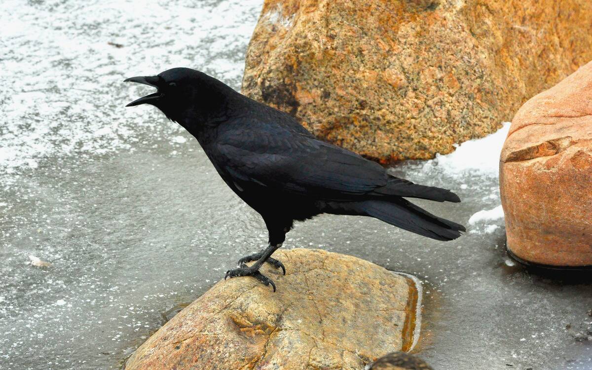 A crow perched on a rock by the water, mouth open as it calls.