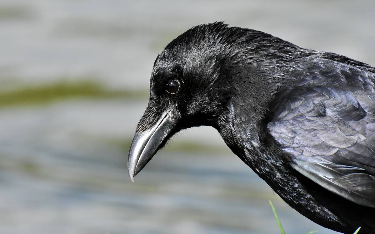 A closeup of a crow looking down towards rippling water.