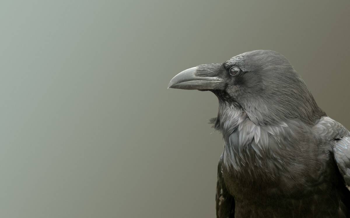 A portrait of a crow against a grey background.