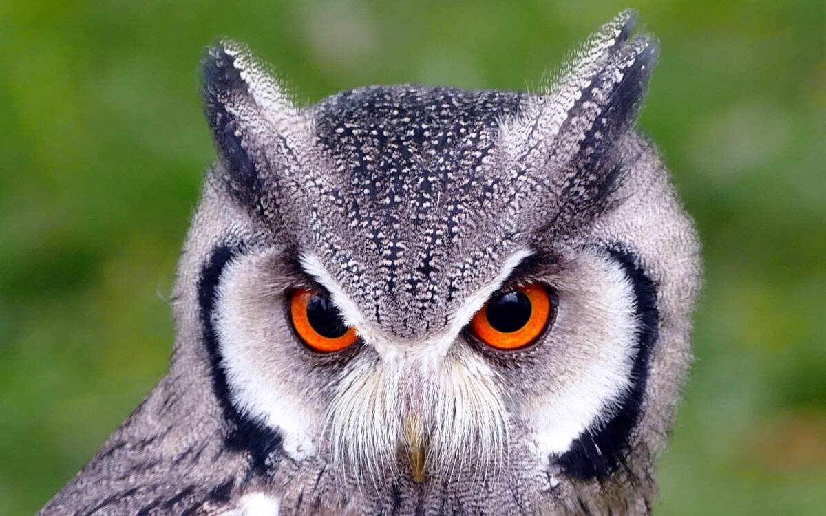 An owl with bright orange eyes staring intently at the camrea.