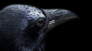 A portrait slightly behind a crow's head against a black background.