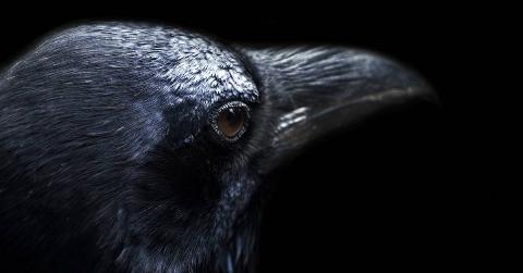 A portrait slightly behind a crow's head against a black background.