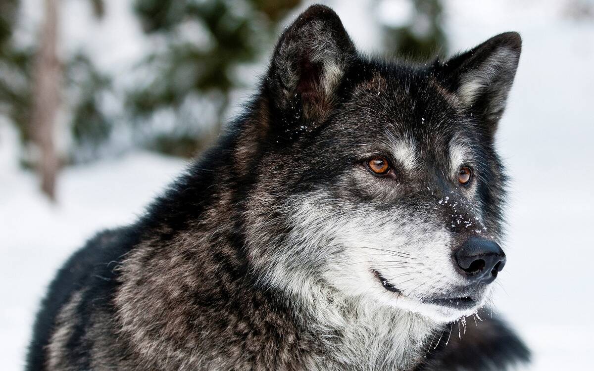 A dark grey wolf standing in the snow.