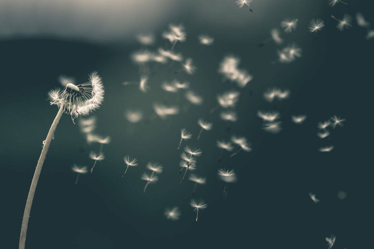 The seeds of a dandelion spreading after being blown on.