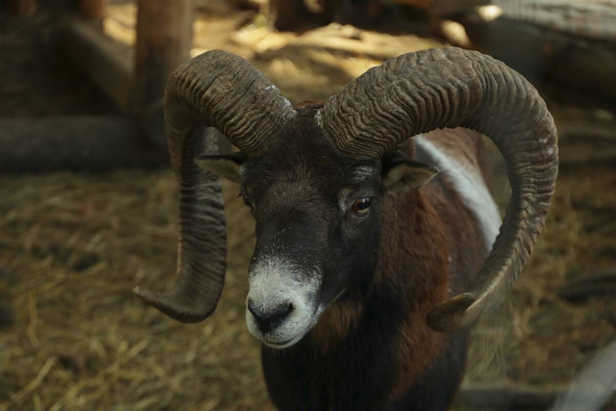 Ram in park, close up and selective focus.