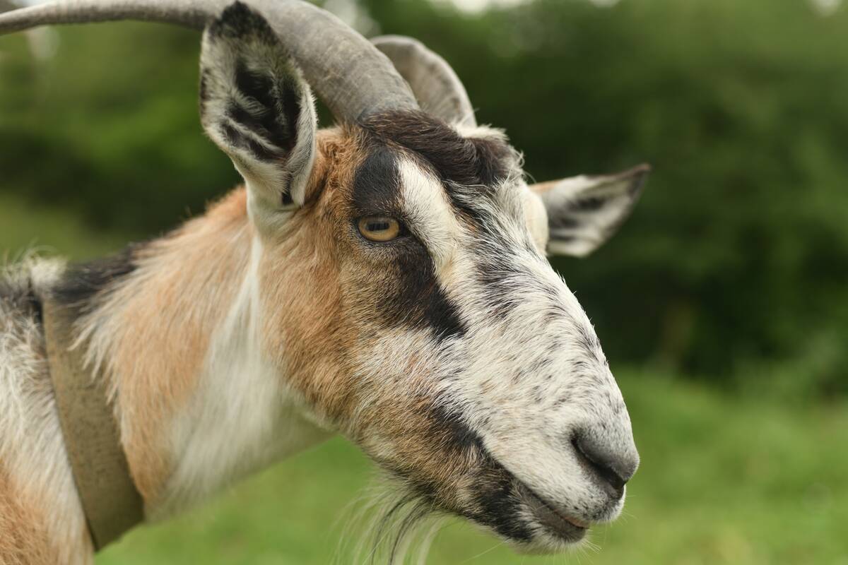 A closeup of a goat.