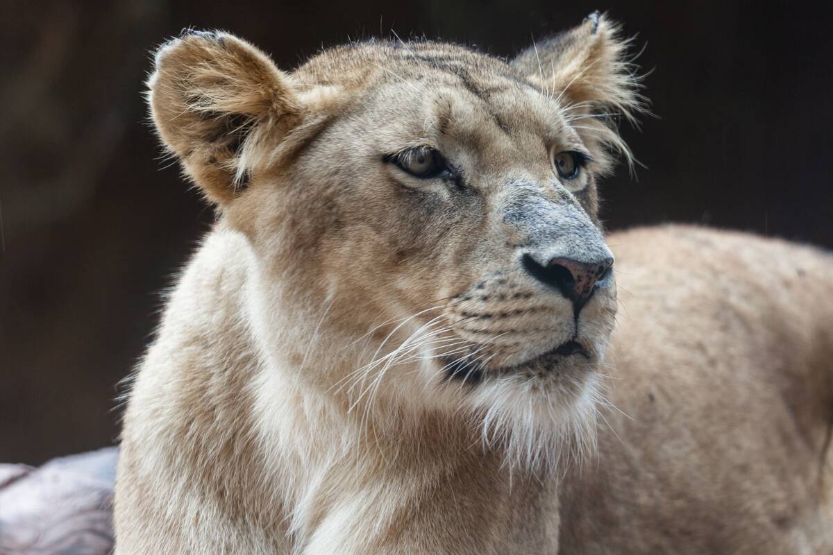 Close-up of lioness looking to the side in captivity.