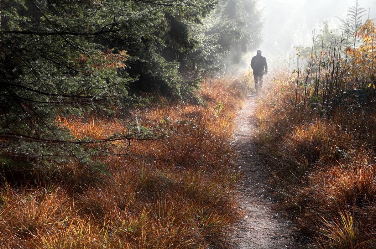 man walks on forest path in fog and sunshine.