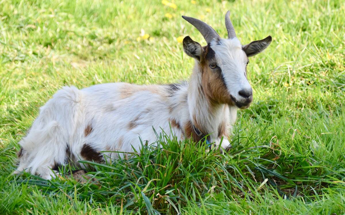 A goat laying in the grass.