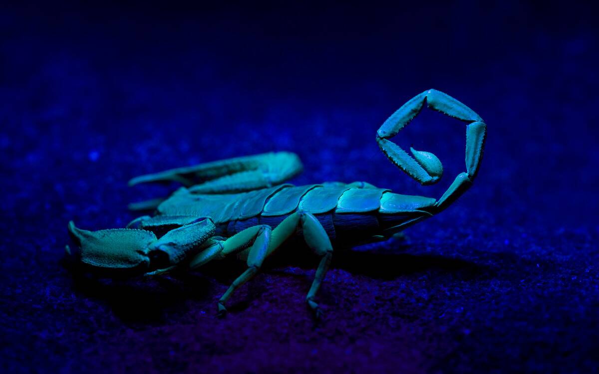 A scorpion being lit in blacklight, showing that it's UV reactive.