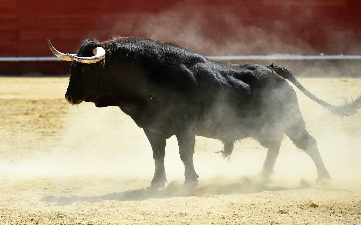 A black bull standing in a sand-filled arena with red walls.