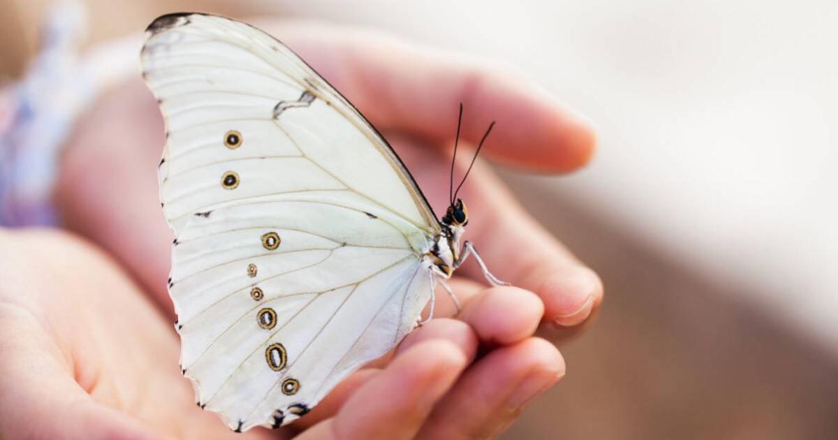 What It Means If White Butterflies Often Appear In Your Life