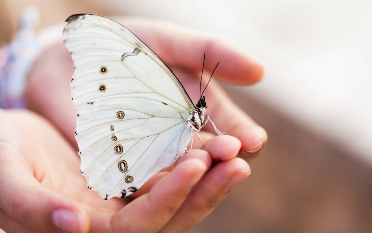 A white butterfly sitting in someone's hand.