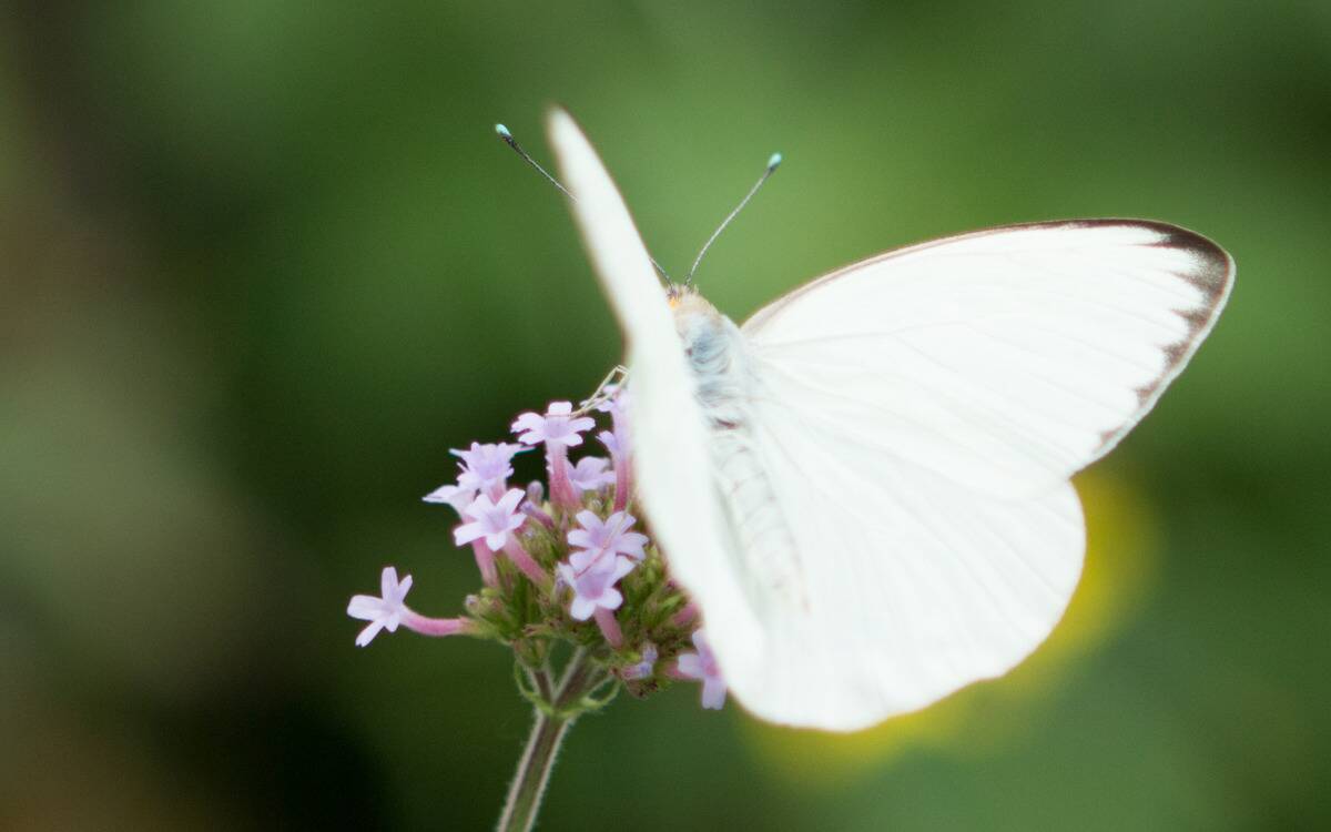 A white butterfly on small, delicate pink flowers.