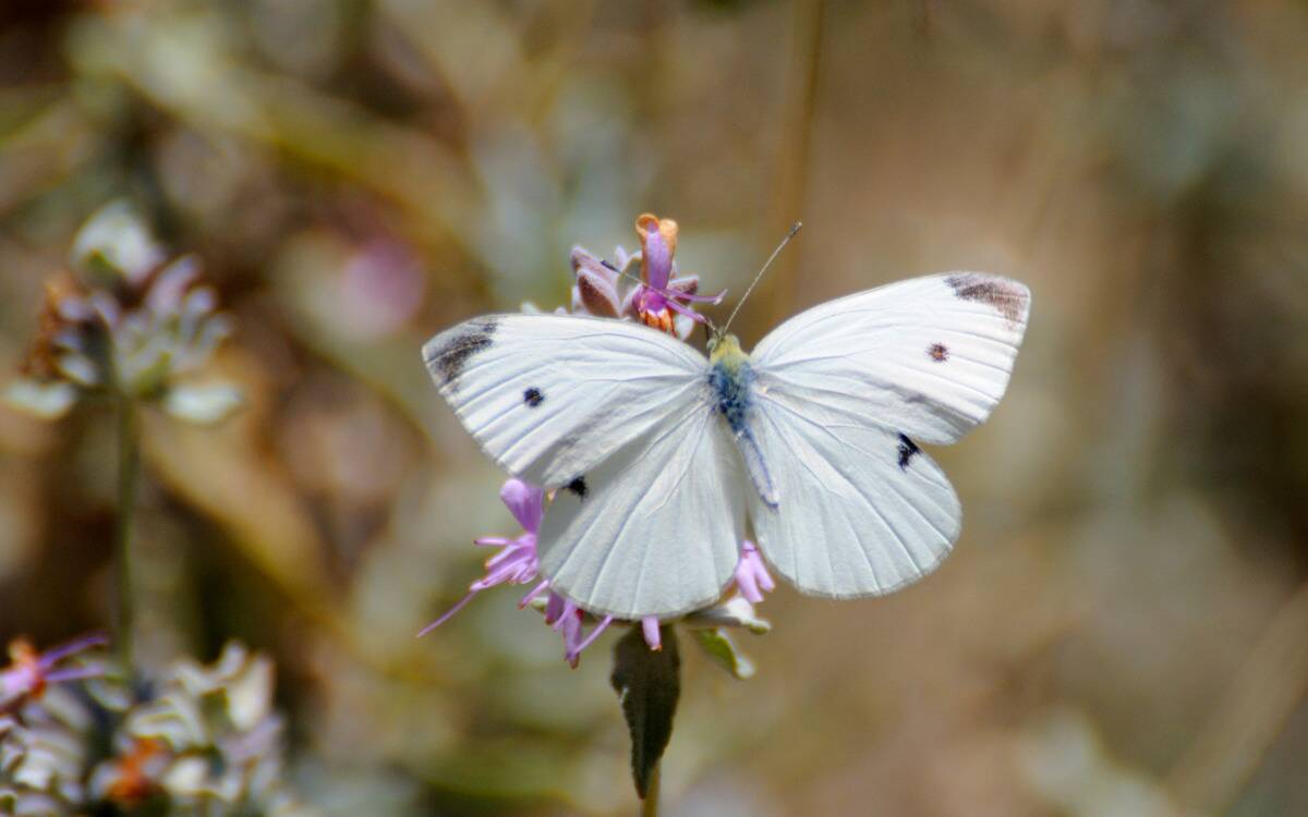 A white butterfly on a pink flower stalk.