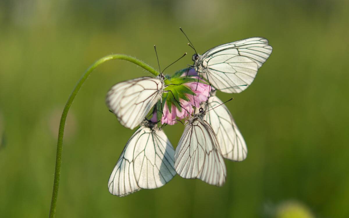 A group of white butterflies on a pink flower.
