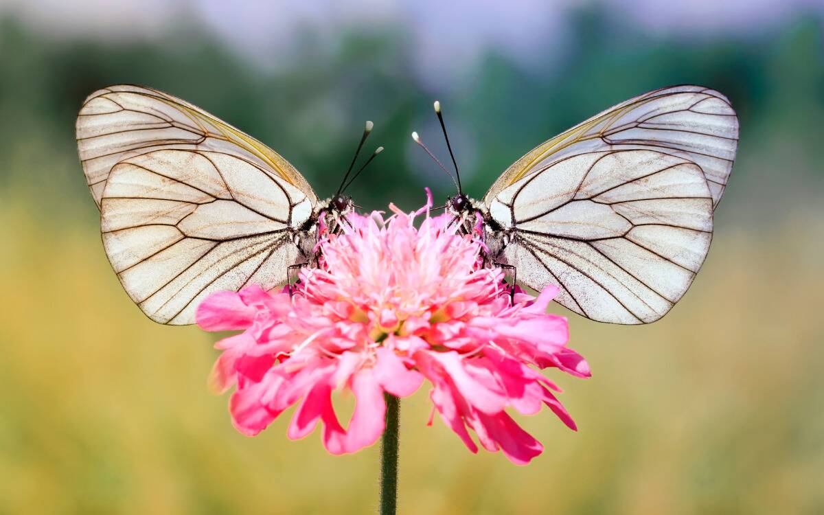A white butterfly on a pink flower.