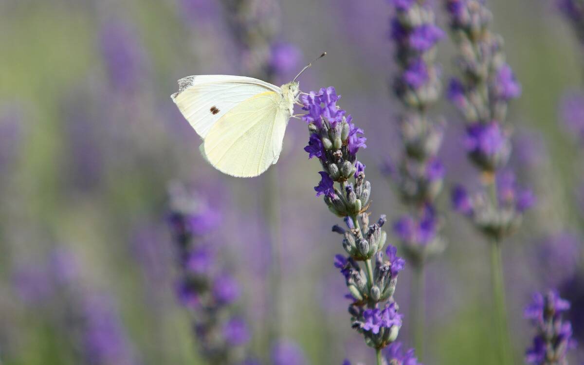 A white butterfly on a stalk of lavender.