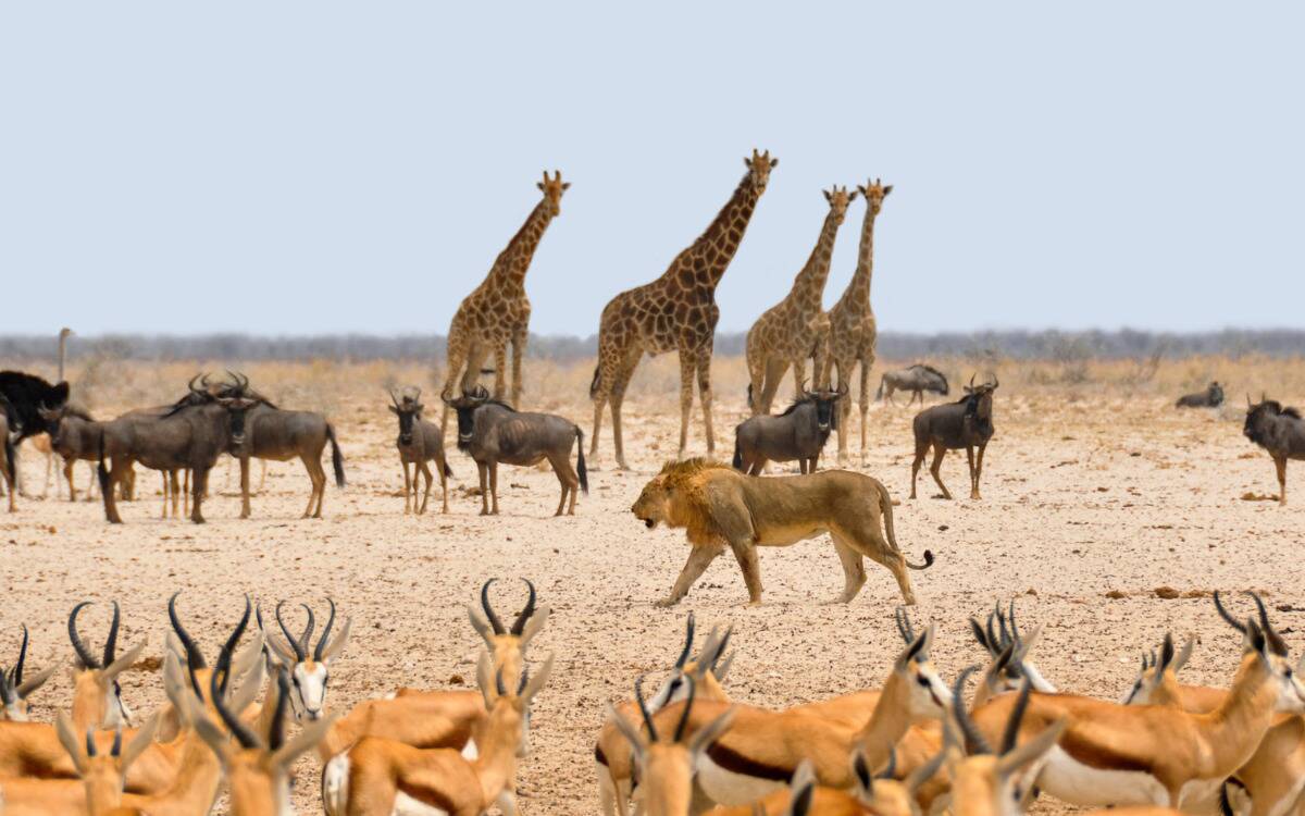 A collection of animals in an African savanna, with some giraffes, a lion, and what appears to be species of buffalo and gazelle.